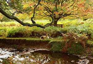 A deer rests by a river in Bradgate Park in Newtown Linford A deer rests by a river in Bradgate Park in Newtown Linford