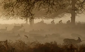 Deer are seen grazing as cyclists ride past in the early morning mist in Richmond Park Deer are seen grazing as cyclists ride past in the early morning mist in Richmond Park