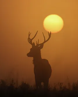 A deer is seen with the sun rising behind at dawn in Richmond Park, west London, Britain A deer is seen with the sun rising behind at dawn in Richmond Park, west London, Britain