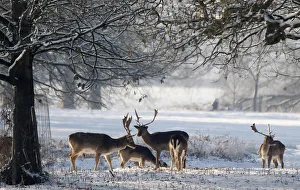 Deer stand in the snow at Dunham Massey park in Cheshire Deer stand in the snow at Dunham Massey park in Cheshire