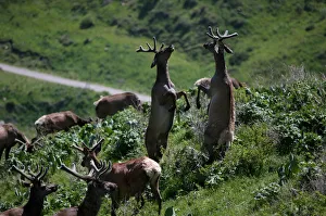 Deers graze at maral farm in Kasymbek gorge in Kazakhstan Deers graze at maral farm in Kasymbek gorge in Kazakhstan