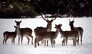Deers stand on a snow-covered field near Schliersee Deers stand on a snow-covered field near Schliersee