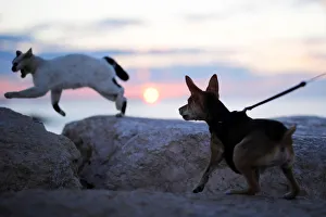 A dog chases a cat on a breakwater along the shore of the Mediterranean Sea in Ashkelon A dog chases a cat on a breakwater along the shore of the Mediterranean Sea in Ashkelon