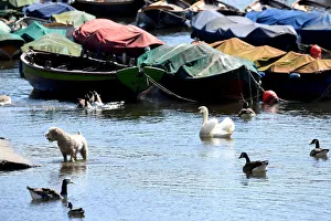 A dog cools off in the River Thames in Richmond upon Thames A dog cools off in the River Thames in Richmond upon Thames