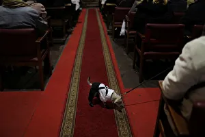 A dog in costume walks around San Anton Church in Madrid A dog in costume walks around San Anton Church in Madrid