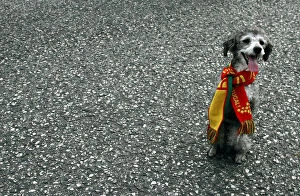 Images Dated 1st July 2006: Dog dressed with scarf of Portugal national team stands on street after World Cup