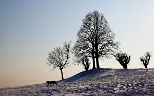 A dog enjoys a winter day on the hills around Vienna A dog enjoys a winter day on the hills around Vienna