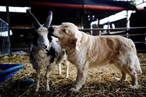 A dog licks the head of a Jacob sheep, in Ramot Naftali A dog licks the head of a Jacob sheep, in Ramot Naftali