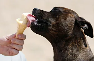 A dog licks an ice-cream during heatwave in Skegness, Britain A dog licks an ice-cream during heatwave in Skegness, Britain