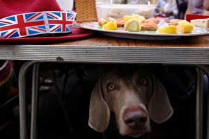A dog looks out from beneath a table of food as residents gather together in the main A dog looks out from beneath a table of food as residents gather together in the main