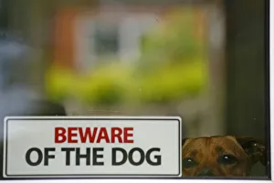 A dog looks from inside a house in Shepshed, central England A dog looks from inside a house in Shepshed, central England
