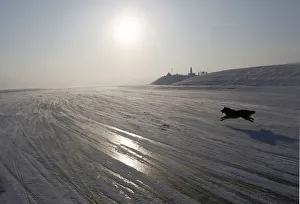 A dog runs on the frozen surface of Yenisei River in Taiga area, outside Krasnoyarsk A dog runs on the frozen surface of Yenisei River in Taiga area, outside Krasnoyarsk