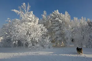 A dog runs through the snow on a bank of the Yenisei River outside Krasnoyarsk A dog runs through the snow on a bank of the Yenisei River outside Krasnoyarsk