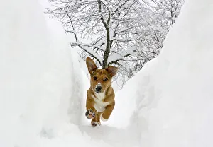 A dog runs in a snow shaft in Ljubljana A dog runs in a snow shaft in Ljubljana