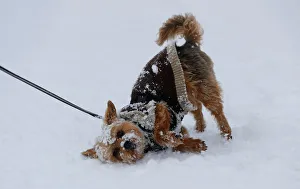 A dog is seen in the finish area of the FIS Alpine Skiing World Cup slope in Kitzbuehel A dog is seen in the finish area of the FIS Alpine Skiing World Cup slope in Kitzbuehel
