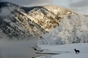 A dog stands on the frozen bank of the Yenisei River A dog stands on the frozen bank of the Yenisei River