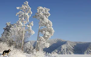 A dog stands under trees covered with heavy hoarfrost and snow on a bank of the frozen A dog stands under trees covered with heavy hoarfrost and snow on a bank of the frozen
