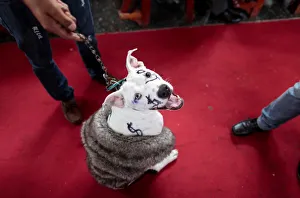 A dog takes part in a mass in honor of Saint Lazarus in the indigenous community of A dog takes part in a mass in honor of Saint Lazarus in the indigenous community of
