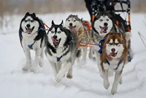Dog team races during a sled and skijoring competition outside Almaty Dog team races during a sled and skijoring competition outside Almaty