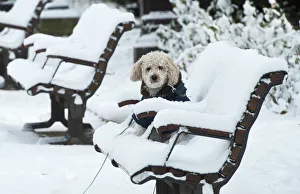 A dog waits in the snow in downtown Burgos A dog waits in the snow in downtown Burgos