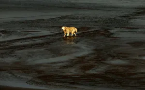 A dog walks on East Strand beach in the town of Portrush near the Giants Causeway A dog walks on East Strand beach in the town of Portrush near the Giants Causeway
