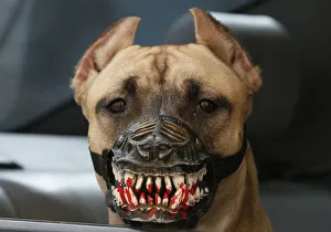A dog wearing a muzzle looks out of a car in Krasnoyarsk A dog wearing a muzzle looks out of a car in Krasnoyarsk