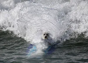 A dog wipes out at the 6th Annual Surf City surf dog contest in Huntington Beach A dog wipes out at the 6th Annual Surf City surf dog contest in Huntington Beach