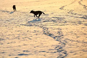 Dogs chase each other in the snow on Clapham Common in London Dogs chase each other in the snow on Clapham Common in London
