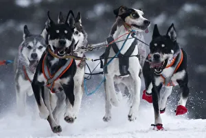 Dogs compete in a sled and skijoring race outside Yekaterinburg Dogs compete in a sled and skijoring race outside Yekaterinburg