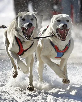 Dogs competes during the Grande Viree dog sled race in the streets of the Old Quebec at Dogs competes during the Grande Viree dog sled race in the streets of the Old Quebec at