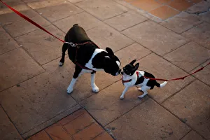 Dogs play before being blessed by a priest outside San Anton Church in the neighborhood Dogs play before being blessed by a priest outside San Anton Church in the neighborhood