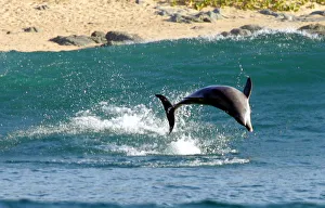 A DOLPHIN DIVES OFF THE COAST OF SOUTH AFRICA'S KWAZULU NATAL PROVINCE A DOLPHIN DIVES OFF THE COAST OF SOUTH AFRICA'S KWAZULU NATAL PROVINCE