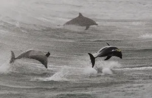 Dolphins leap in the waters of Bondi Beach in Sydney Dolphins leap in the waters of Bondi Beach in Sydney