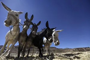 Donkeys plough grain during the harvest season in a farm on the outskirts of Sanaa Donkeys plough grain during the harvest season in a farm on the outskirts of Sanaa