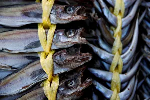 Dried fish is displayed for sale at Gangneung Market Dried fish is displayed for sale at Gangneung Market