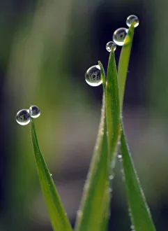 Droplets of morning dew hang onto the leaves of crops in a field in the village of Droplets of morning dew hang onto the leaves of crops in a field in the village of