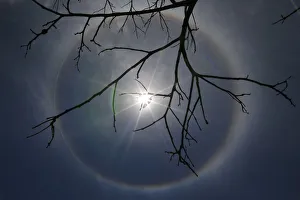 Dry tree branches are seen under a solar halo in front of Alvorada Palace in Brasilia Dry tree branches are seen under a solar halo in front of Alvorada Palace in Brasilia