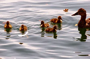 A duck and ducklings swim during hot summer weather on Lake Zurich in Zurich A duck and ducklings swim during hot summer weather on Lake Zurich in Zurich