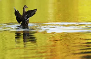 A duck flaps it wings in autumn sunshine in Sheffield Park Gardens near Haywards Heath in A duck flaps it wings in autumn sunshine in Sheffield Park Gardens near Haywards Heath in