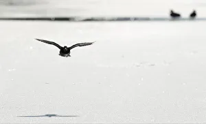 A duck flies over a frozen section of the Oxford Canal near Oxford A duck flies over a frozen section of the Oxford Canal near Oxford