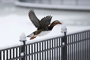 A duck flies near a pond in Friedrichshain Volks Park after heavy snowfall in Berlin A duck flies near a pond in Friedrichshain Volks Park after heavy snowfall in Berlin