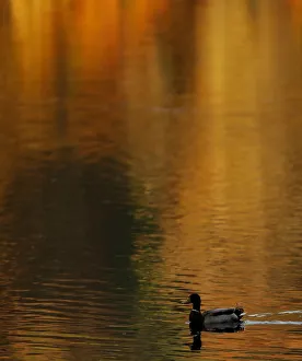 A duck paddles on the autumnal reflected water of Loch Faskally, Pitlochry, Scotland A duck paddles on the autumnal reflected water of Loch Faskally, Pitlochry, Scotland
