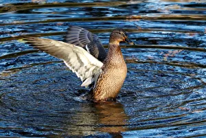 A duck is pictured at Tiergarten park in Berlin A duck is pictured at Tiergarten park in Berlin