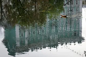 A duck swims in a pond at a park on an autumn day in Moscow A duck swims in a pond at a park on an autumn day in Moscow