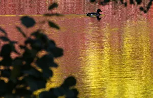 A duck swims in a pond at a park in central St. Petersburg A duck swims in a pond at a park in central St. Petersburg