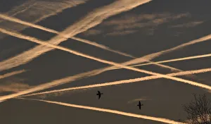 Ducks fly beneath contrails in the sky at dawn in west London Ducks fly beneath contrails in the sky at dawn in west London