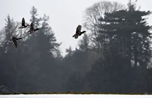 Ducks fly over a frozen lake near the County Kildare town of Celbridge Ducks fly over a frozen lake near the County Kildare town of Celbridge
