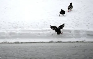 Ducks leave the water at a frozen lake near the County Kildare town of Celbridge Ducks leave the water at a frozen lake near the County Kildare town of Celbridge