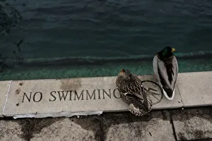 Ducks perch at the edge of the central canal in Indianapolis, Indiana Ducks perch at the edge of the central canal in Indianapolis, Indiana