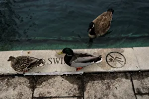 Ducks are seen on the edge of the central canal in Indianapolis, Indiana Ducks are seen on the edge of the central canal in Indianapolis, Indiana
